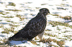 eurasian buzzard