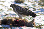 eurasian buzzard