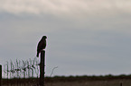 common buzzard