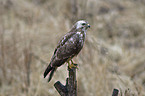 common buzzard