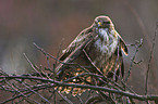 common buzzard