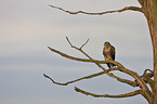 common buzzard