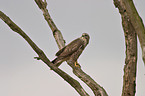 common buzzard