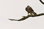 common buzzard