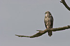 common buzzard