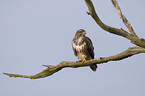 common buzzard