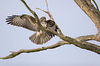 common buzzard