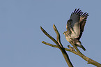 common buzzard