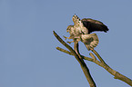 common buzzard