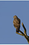 common buzzard