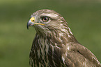 common buzzard portrait