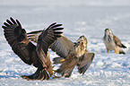 common buzzards