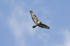 buzzard