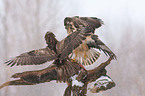 Eurasian Buteo