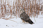 Eurasian Buteo