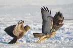 common buzzards