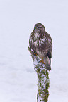 common Eurasian Buteo