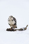 common Eurasian Buteo