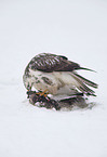 common Eurasian Buteo