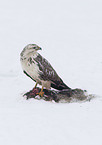 common Eurasian Buteo