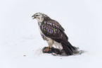 common Eurasian Buteo