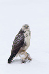 common Eurasian Buteo