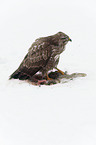 common Eurasian Buteo