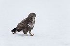 common Eurasian Buteo