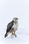 common Eurasian Buteo