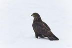 common Eurasian Buteo