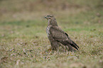 common buzzard