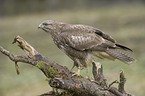 common buzzard