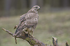 common buzzard