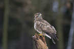 common buzzard