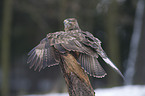 common buzzard