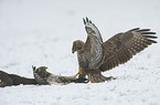 common buzzards