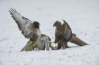 common buzzards