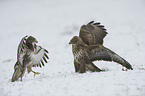 common buzzards