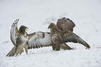 common buzzards