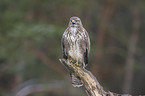 common buzzard