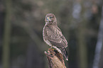 common buzzard