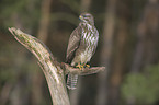 common buzzard