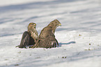 common buzzards