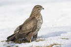 common buzzard