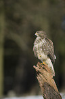 common buzzard