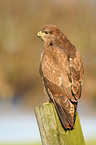 common buzzard