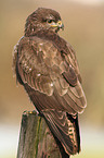 common buzzard