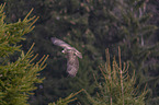 common buzzard