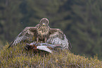 common buzzard