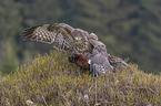 common buzzard